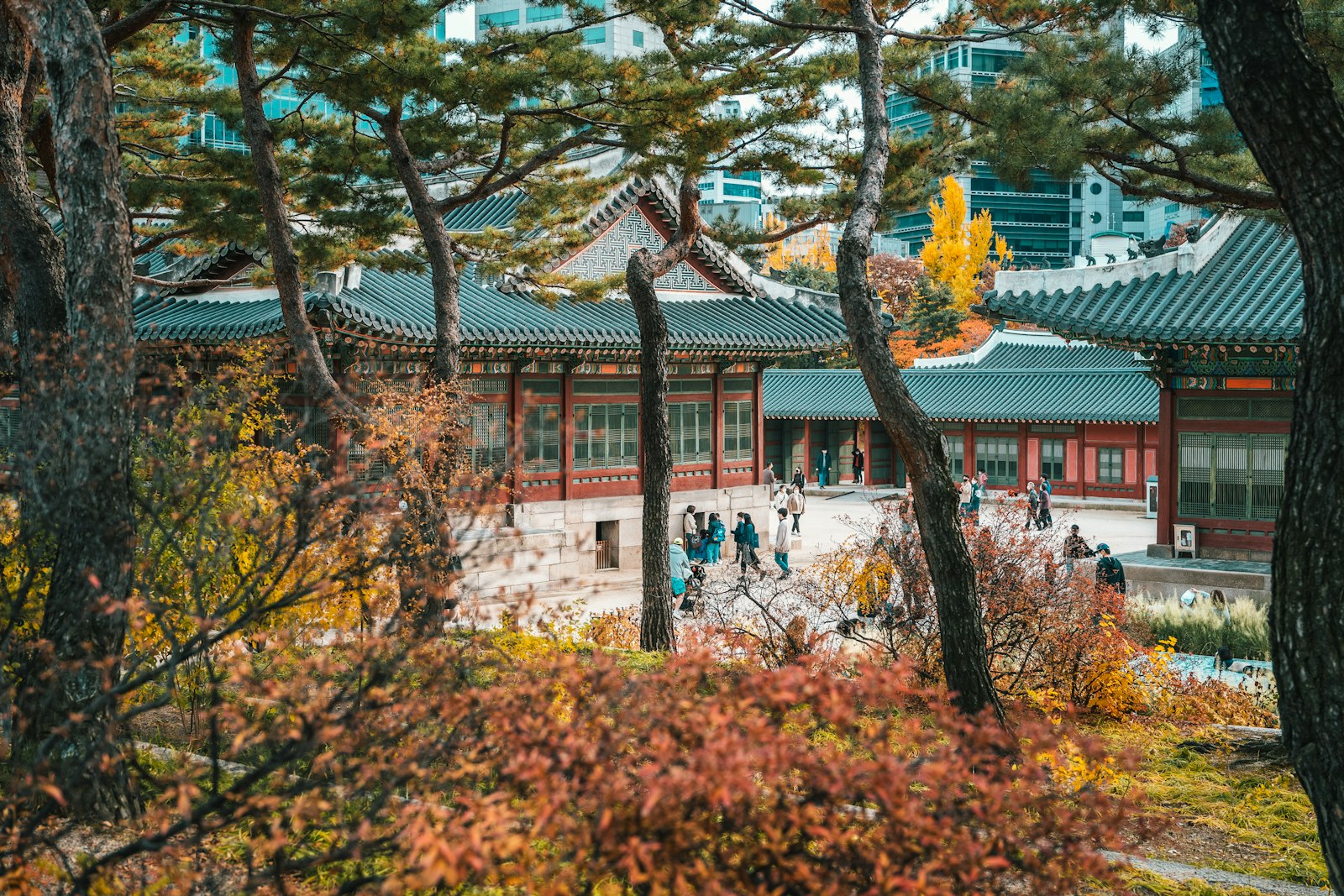 가을 단풍이 든 고궁 풍경. 붉고 노랗게 물든 관목과 소나무 사이로 청록색 기와지붕과 붉은 기둥의 전각이 보이고, 마당을 관람객들이 걷고 있다. 뒤로 도심 고층 건물이 솟아 있다